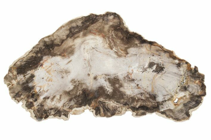 Petrified Wood Slab - Deschutes River, Oregon #219316